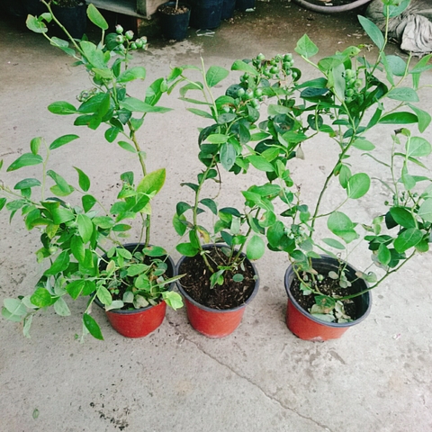 Cây Việt Quất