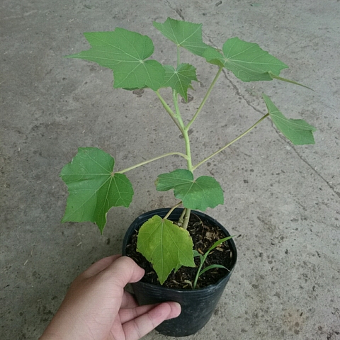 Cây Phù Dung