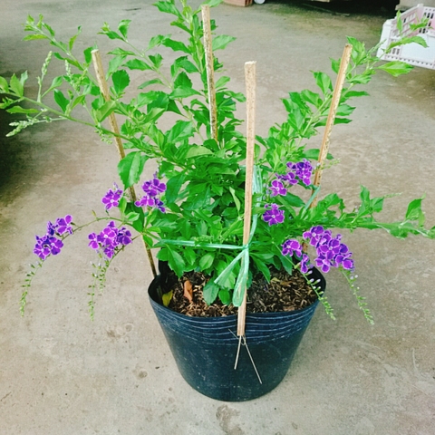 Cây Chuỗi Ngọc SB (Tím)