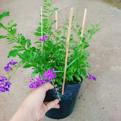 Cây Chuỗi Ngọc SB (Tím)