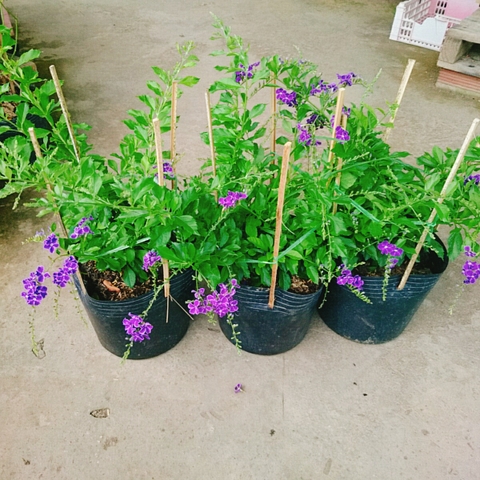 Cây Chuỗi Ngọc SB (Tím)
