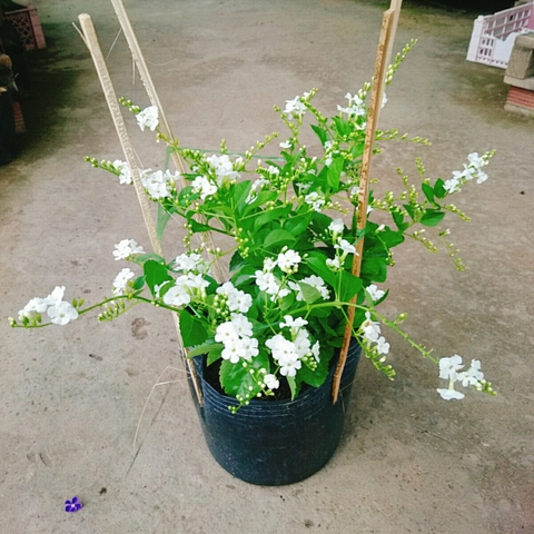 Cây Chuỗi Ngọc SB (Trắng)
