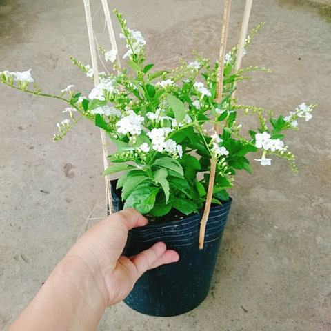 Cây Chuỗi Ngọc SB (Trắng)