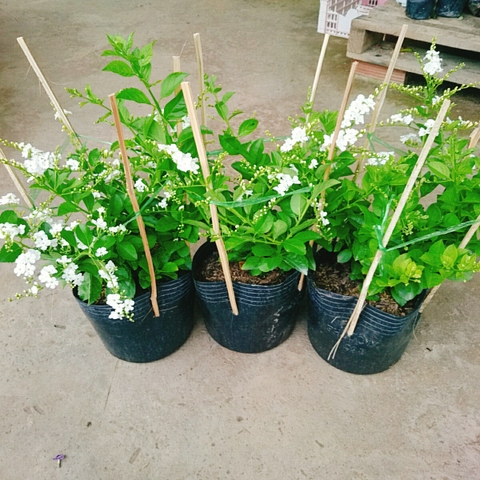 Cây Chuỗi Ngọc SB (Trắng)