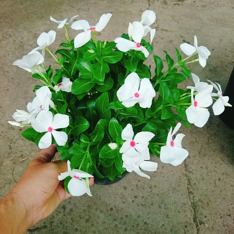 Cây Hoa Dừa Cạn (Trắng)