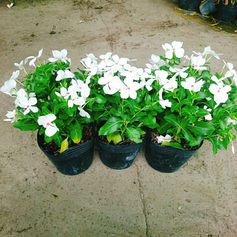 Cây Hoa Dừa Cạn (Trắng)