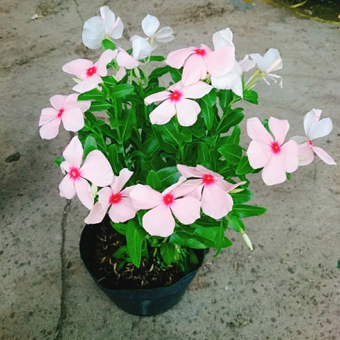Cây Hoa Dừa Cạn (Hồng)