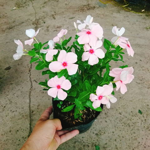 Cây Hoa Dừa Cạn (Hồng)