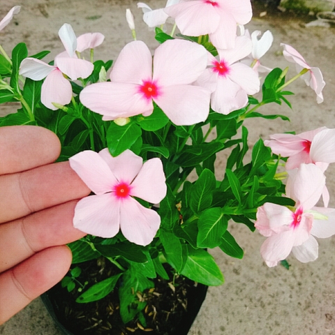 Cây Hoa Dừa Cạn (Hồng)