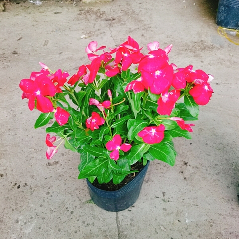 Cây Hoa Dừa Cạn (Đỏ)