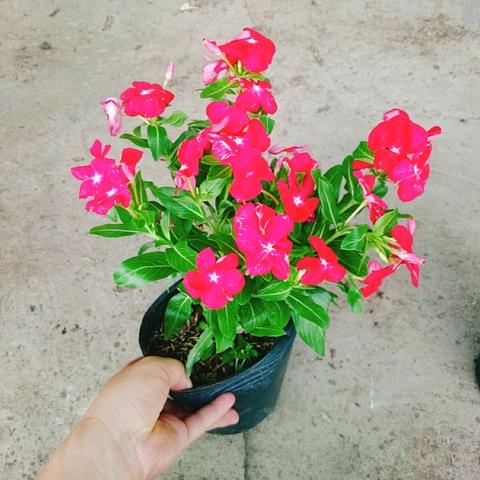 Cây Hoa Dừa Cạn (Đỏ)