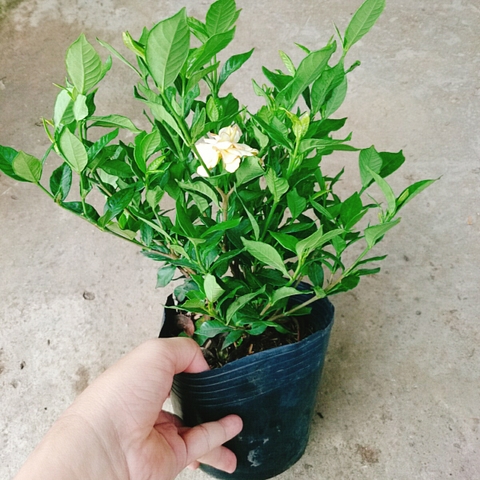 Cây Lài Tiểu Thư