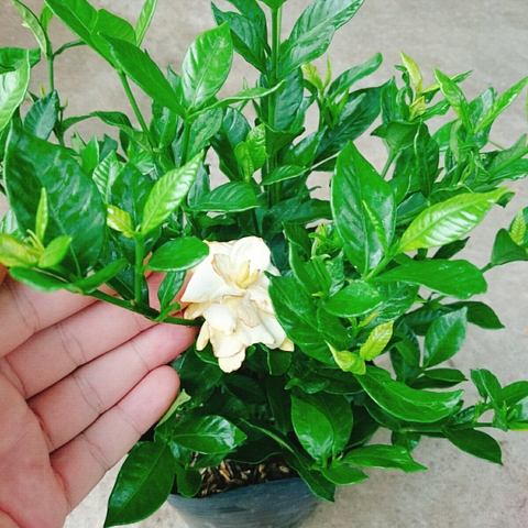 Cây Lài Tiểu Thư