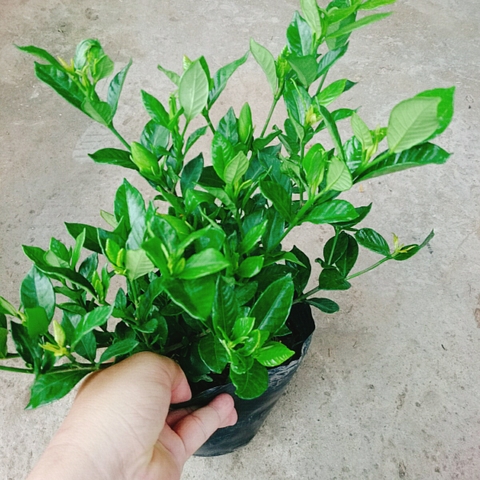 Cây Lài Tiểu Thư