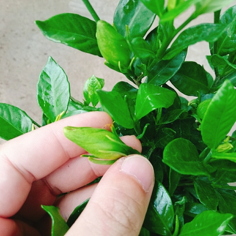 Cây Lài Tiểu Thư