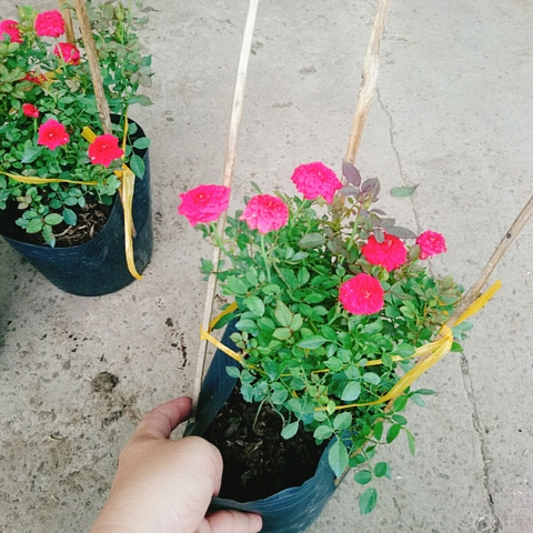 Cây Hồng Tỉ Muội Đỏ