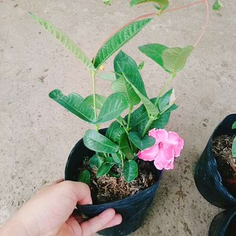 Cây Hồng Anh Dây Leo