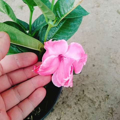 Cây Hồng Anh Dây Leo