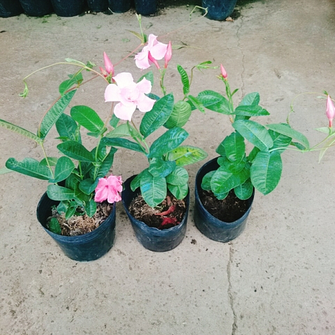 Cây Hồng Anh Dây Leo