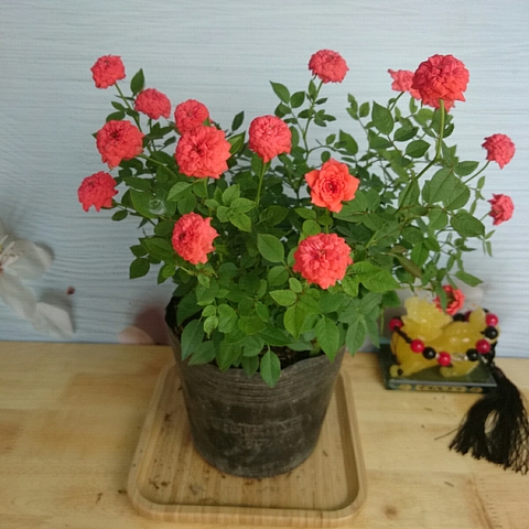 Cây Hồng Tỉ Muội Cam