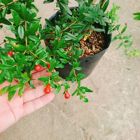 Cây Lựu Đỏ Ấn Độ