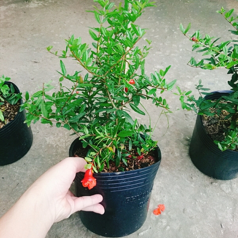 Cây Lựu Đỏ Ấn Độ