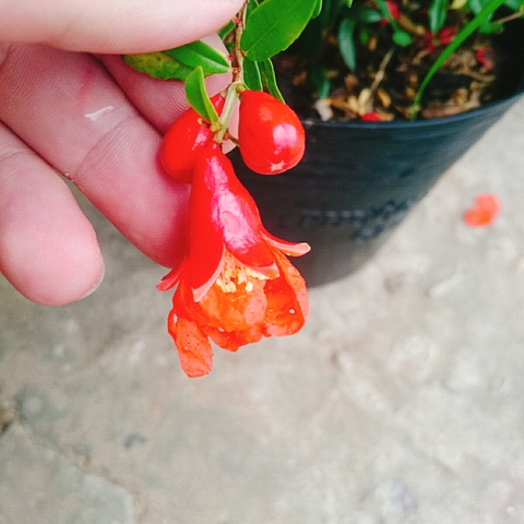 Cây Lựu Đỏ Ấn Độ