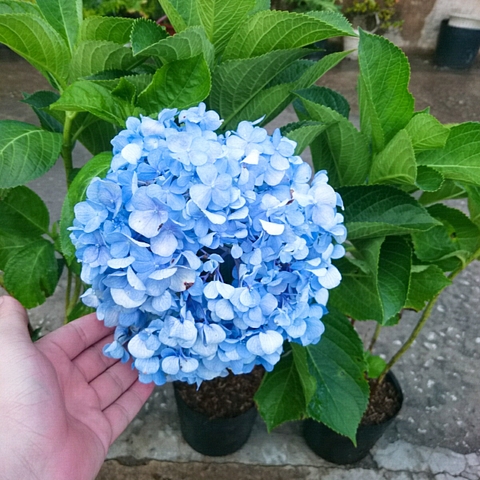 Cây Cẩm Tú Cầu (Lớn)