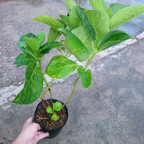 Cây Cẩm Tú Cầu (Lớn)