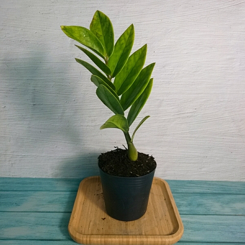 Cây Kim Tiền Mini