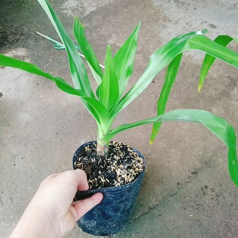 Cây Tướng Quân