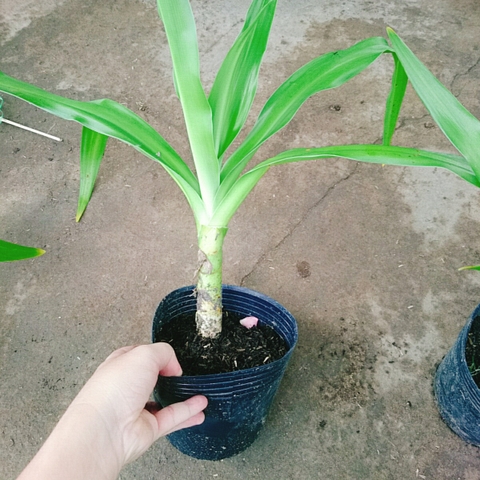 Cây Tướng Quân