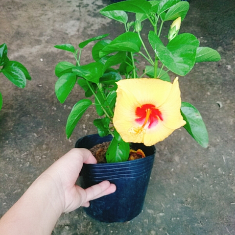Cây Dâm Bụt Vàng