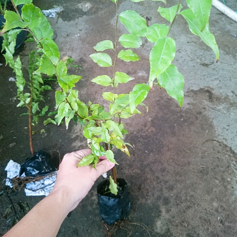 Cây Hồng Quân