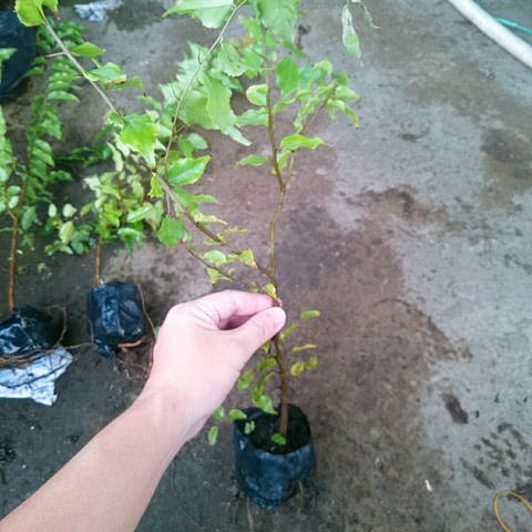 Cây Hồng Quân