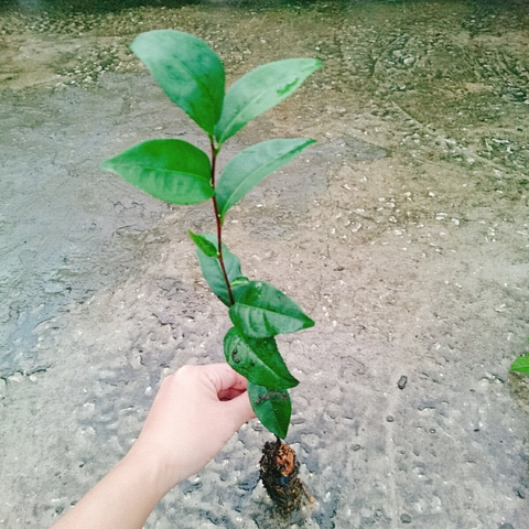 Cây Trà Xanh