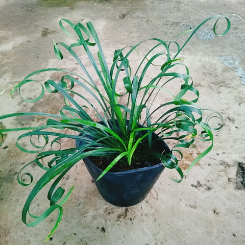 Cây Ngải Lá Quắn