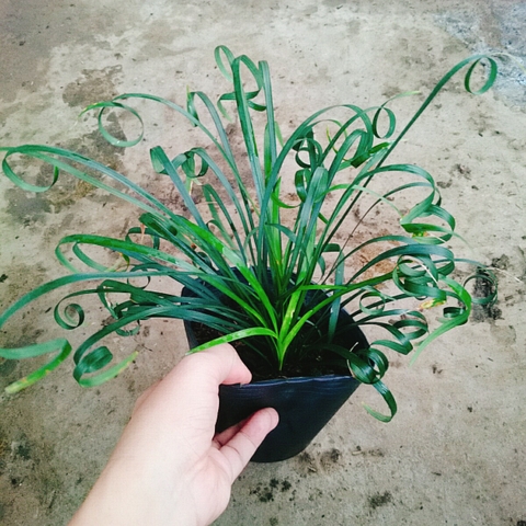 Cây Ngải Lá Quắn