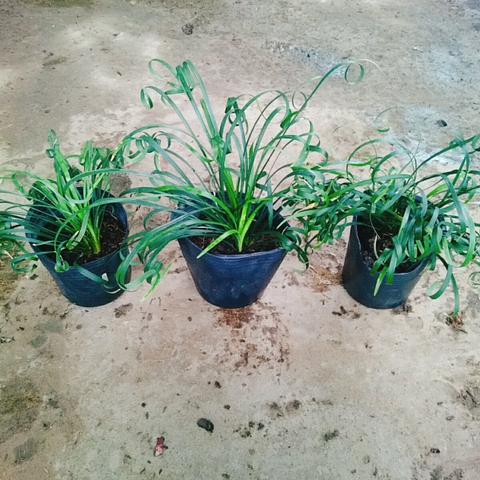 Cây Ngải Lá Quắn