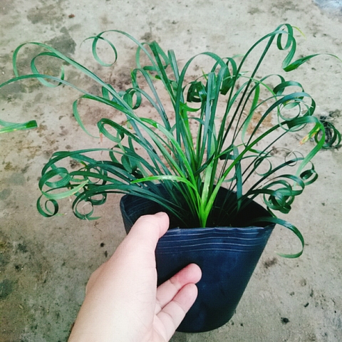 Cây Ngải Lá Quắn