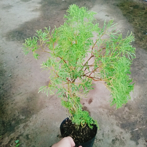 Cây Đinh Lăng