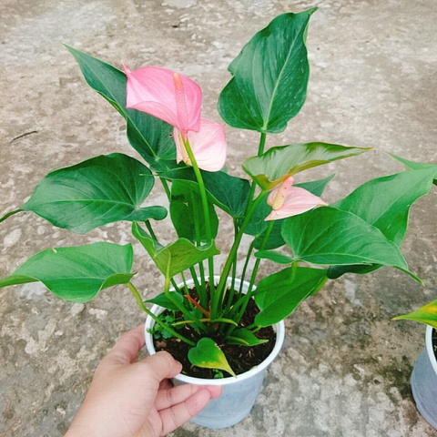 Cây Hồng Môn (Hồng)