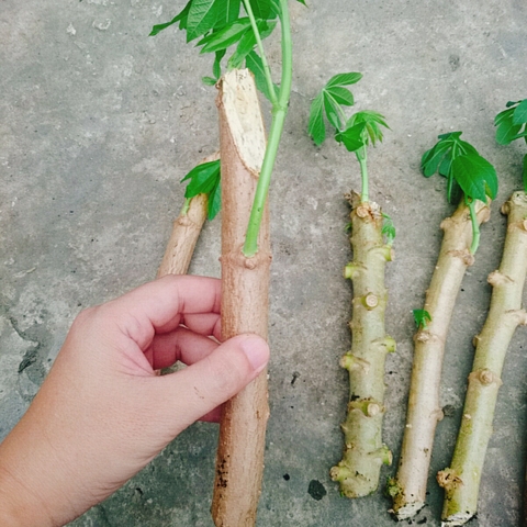 Cây Khoai Mì