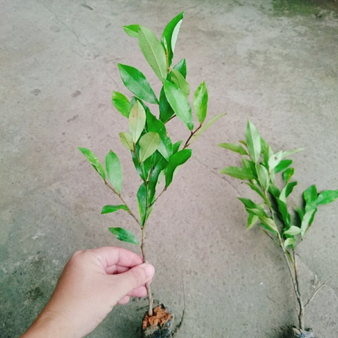 Cây Lan Tiêu