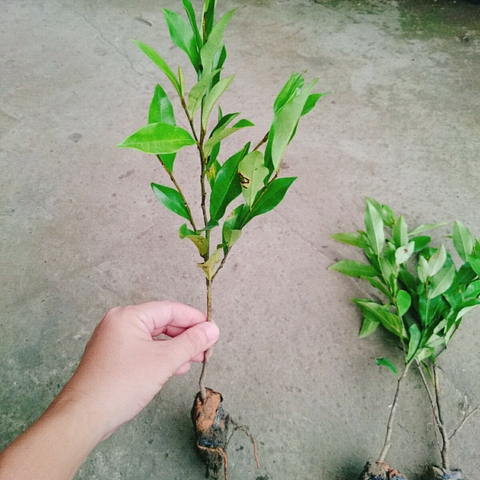 Cây Lan Tiêu