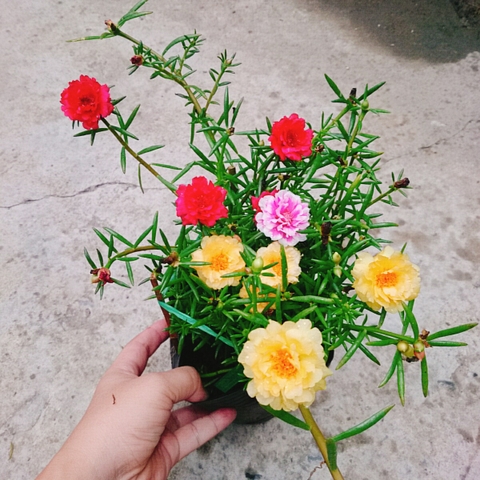 Cây 10h Nhiều Màu