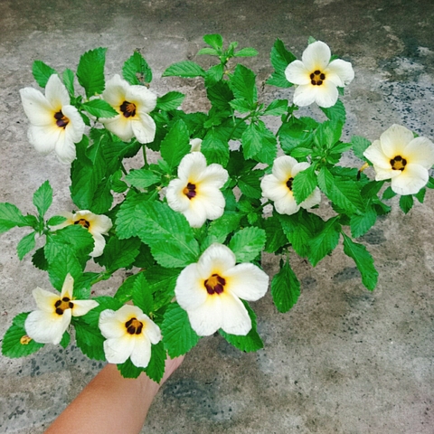 Cây Hoa Dừa Kem