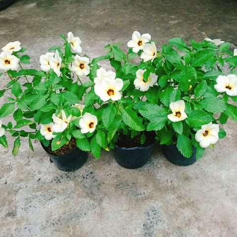 Cây Hoa Dừa Kem