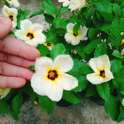 Cây Hoa Dừa Kem