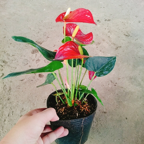 Cây Hồng Môn (Đỏ)